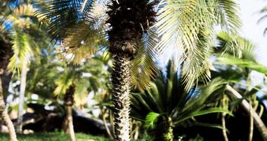 CGI Tropical palm trees with vibrant leaves in a sunny garden setting video