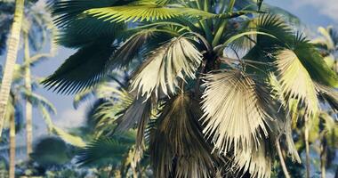 CGI Palm tree with vibrant leaves in lush tropical setting near coastline video