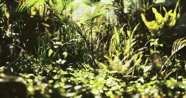 cgi exuberante tropical vegetação apresentando vibrante samambaias e florescente plantas às meio dia video