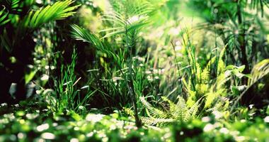 CGI Lush green foliage in a tranquil forest setting during bright daylight hours video