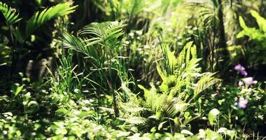 CGI Lush green vegetation thriving in a tropical forest setting during daylight video