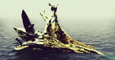 CGI Driftwood sculpture emerging from calm waters during misty morning light video
