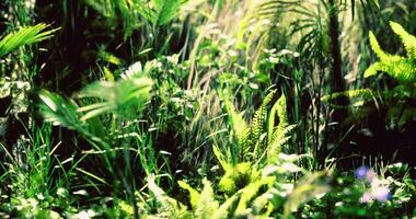 CGI Lush green tropical foliage illuminated by sunlight in a serene setting video