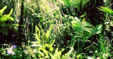 CGI Lush green vegetation in a dense forest during daylight hours video