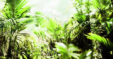 CGI Lush greenery in a tropical rainforest with sunlight filtering through video