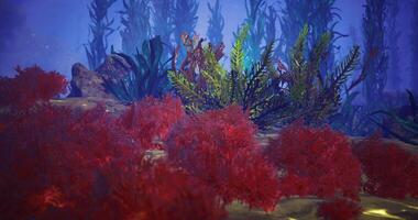 CGI Colorful underwater vegetation thriving in a vibrant marine environment video