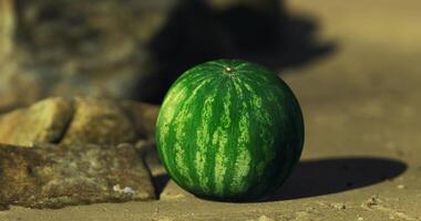 CGI Fresh watermelon resting on rocky surface under bright sunlight near beach video