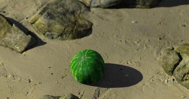 CGI Watermelon resting on sandy beach near stones during sunny day video