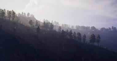 CGI Misty forest landscape with light filtering through pine trees at dusk video