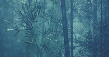 CGI Lush bamboo forest shrouded in mist during early morning hours video