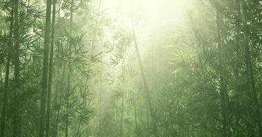 CGI Light filters through dense bamboo forest creating a serene atmosphere video