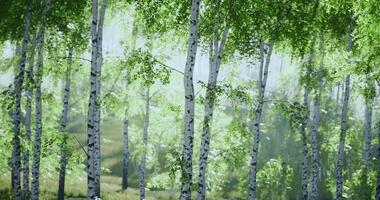CGI Lush birch forest showcasing vibrant green foliage and tranquil atmosphere video