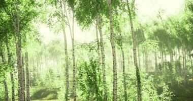 CGI Lush green forest with birch trees illuminated by soft morning light video