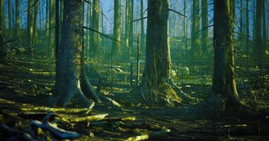 CGI Exploring a quiet forest with tall trees and a sunlit green atmosphere video