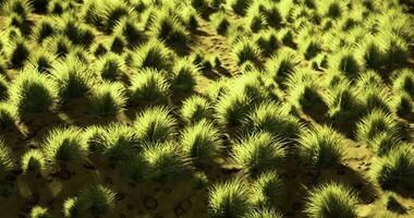 CGI Lush green grass blankets fertile land in a tranquil daylight scene video