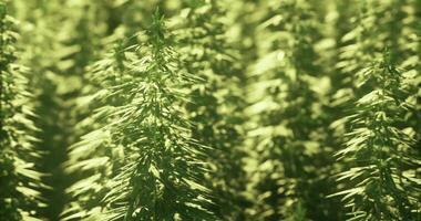 CGI Green hemp plants thrive in rows under warm sunlight in the field video
