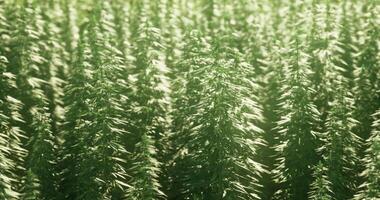 CGI High quality cannabis plants thriving under sunlight in a cultivated field video