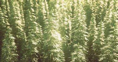 CGI Field of lush green hemp plants thriving in sunlight during growing season video