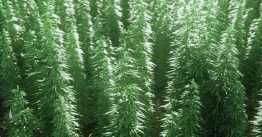 CGI Green plants growing densely in a well lit indoor environment video