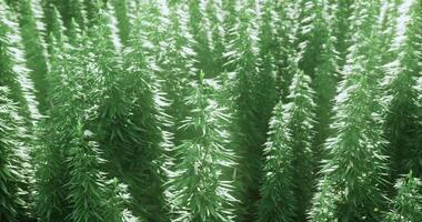 CGI Green hemp plants grow densely in a lush farm during sunny daylight hours video