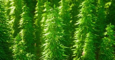 CGI Greenery thriving in a lush environment under bright sunlight in the afternoon video