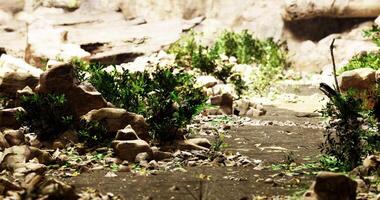 CGI Pathway through a rocky terrain with lush vegetation in natural landscape video