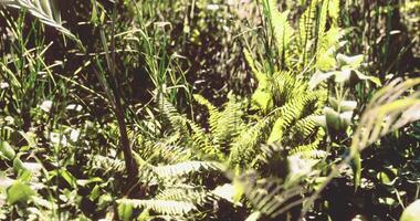 CGI Vibrant ferns growing in a lush forest under soft sunlight in the afternoon video