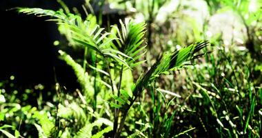 CGI Lush green foliage in a serene natural setting during daytime hours video