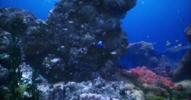 CGI Underwater view of colorful coral reef teeming with marine life video