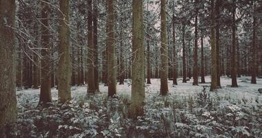 CGI Snow covered forest with tall trees and tranquil atmosphere during winter video