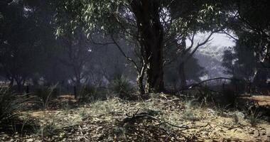 CGI Forest landscape with dense trees and undergrowth during daylight hours video