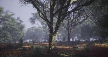CGI Morning light filters through eucalyptus trees in a tranquil scene video