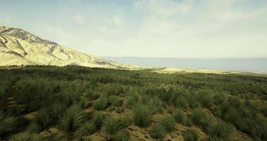 CGI Lush green vegetation and mountains under a clear sky in a vast landscape video