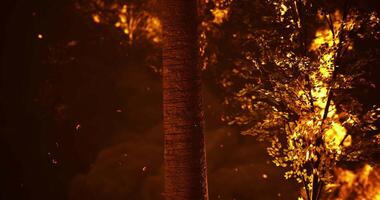 CGI Fire spreads rapidly through forested area during nighttime blaze video