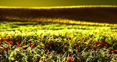 CGI Vibrant wildflower field under bright sunlight during golden hour video