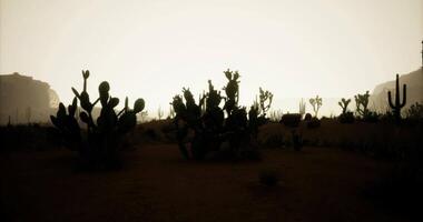 CGI Cacti silhouette against a hazy sunset in a desert landscape video