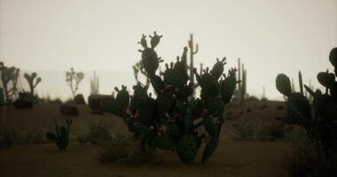 CGI Desert landscape showcasing cacti under soft light at dusk in arid region video