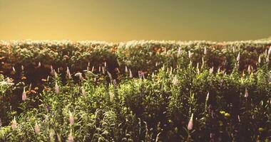 CGI Vibrant wildflower field blooming at sunset creating a breathtaking landscape video