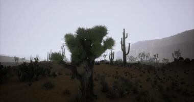 CGI Desert landscape with cacti and Joshua tree during foggy morning video