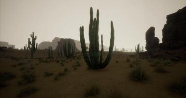 CGI Cactuses dominate a desert landscape under an overcast sky in the evening video
