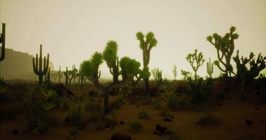 CGI Desert landscape with cacti under hazy sky at twilight hour video