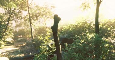 CGI Lush forest path illuminated by golden sunlight in tranquil nature setting video