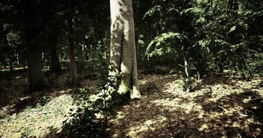 CGI Sunlight filters through trees in a lush forest during late afternoon video