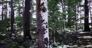 CGI Shadows play on a tree trunk in a sunlit forest during daytime video