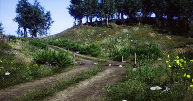 CGI Scenic dirt path winding through lush greenery and vibrant wildflowers video