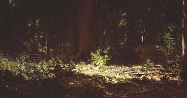 CGI Sunlight filters through trees, illuminating a green plant below video