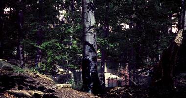 CGI Serene forest landscape with a calm water body surrounded by trees video