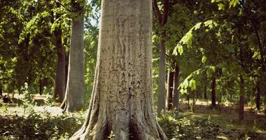 CGI Tall tree standing in a lush green forest during bright daylight hours video