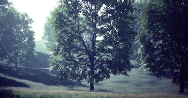CGI Sunlight filtering through trees in a serene landscape during early morning video