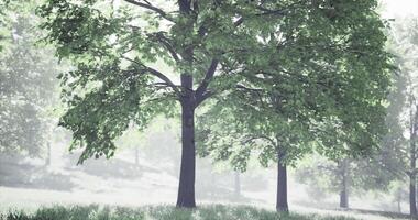 CGI Lush green trees surrounded by soft mist in a serene nature setting video